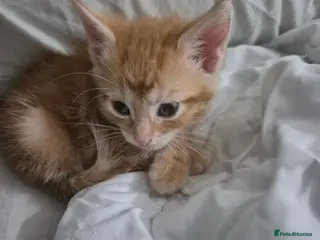 Mixed Breed cats Please read description!! 3 adorable - Advert 4