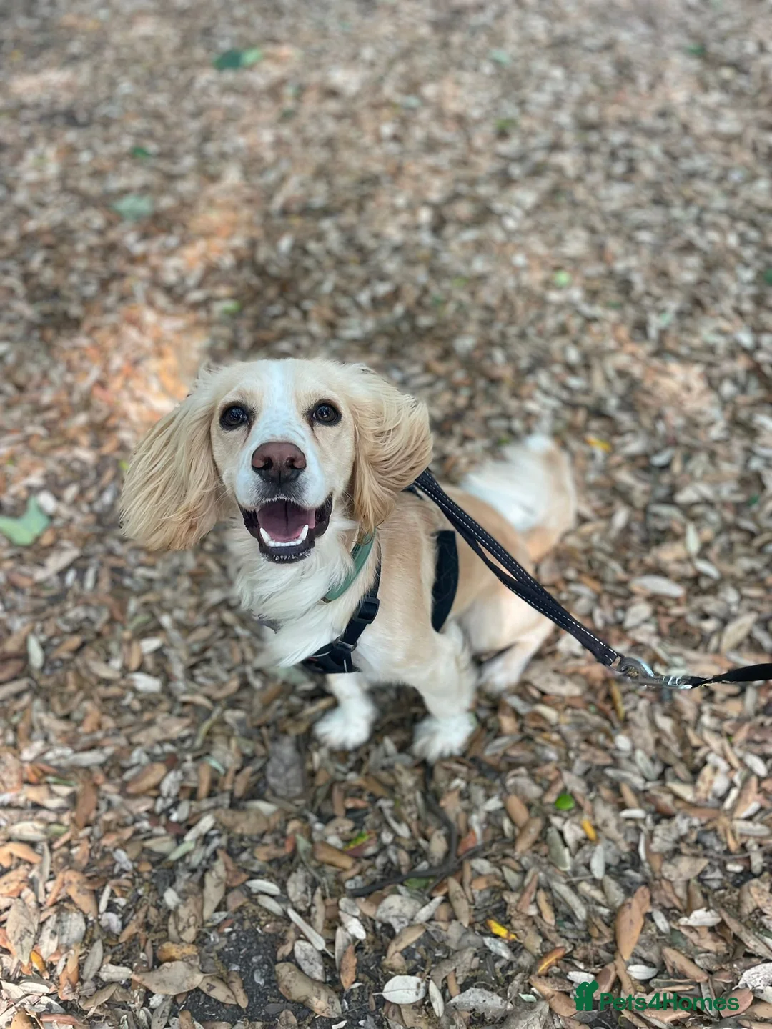Cocker Spaniel dogs for stud: Lemon Cocker Spaniel for Stud in Gosport - Advert 7