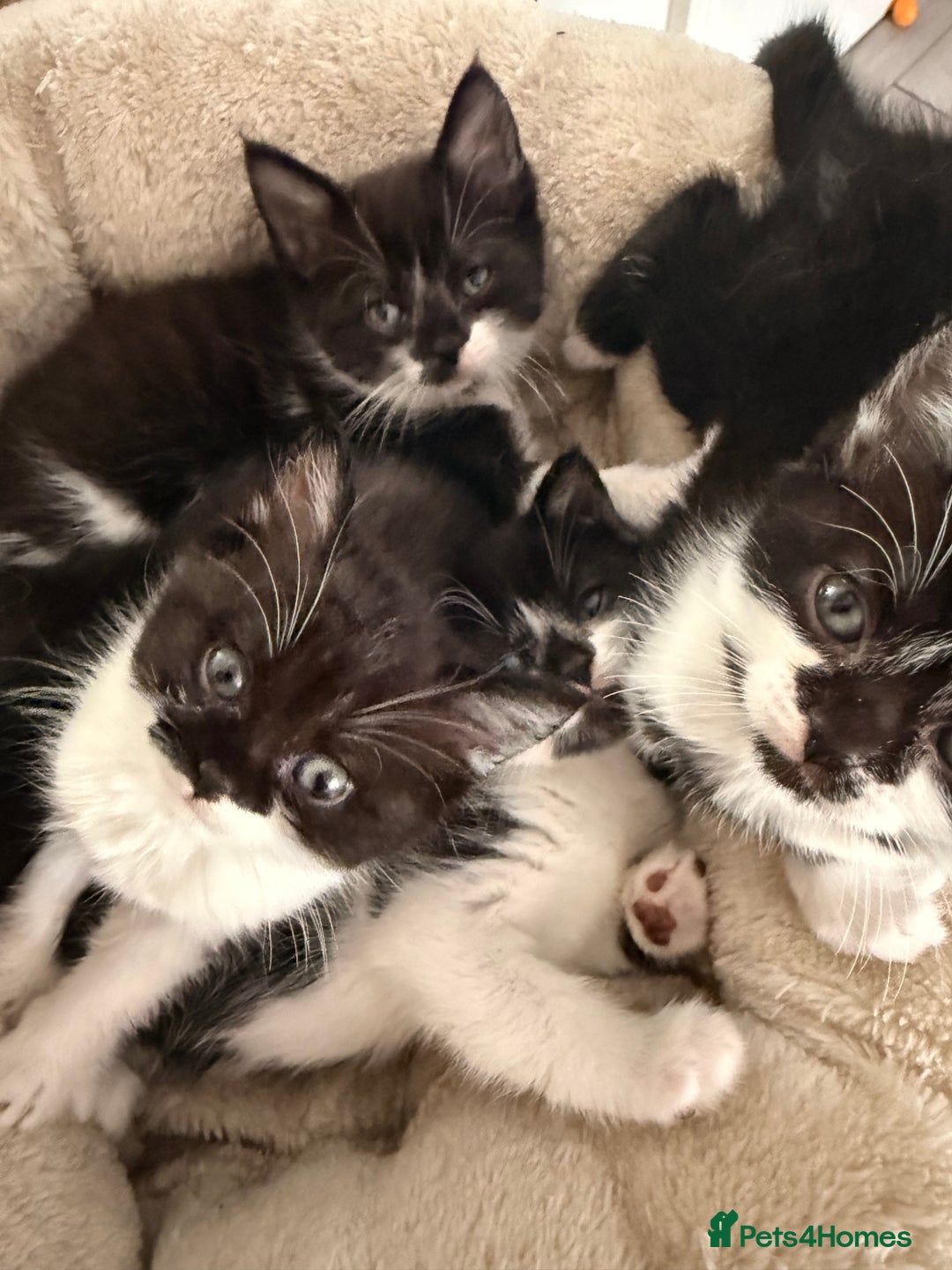 Mixed Breed cats for sale: Half British shorthair kittens  - Image 5