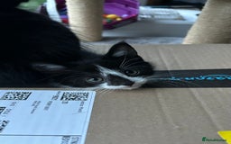 Domestic Shorthair cats for sale: Female Kitten  - Image 3