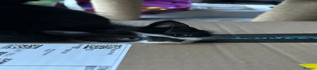 Domestic Shorthair Kitten 1