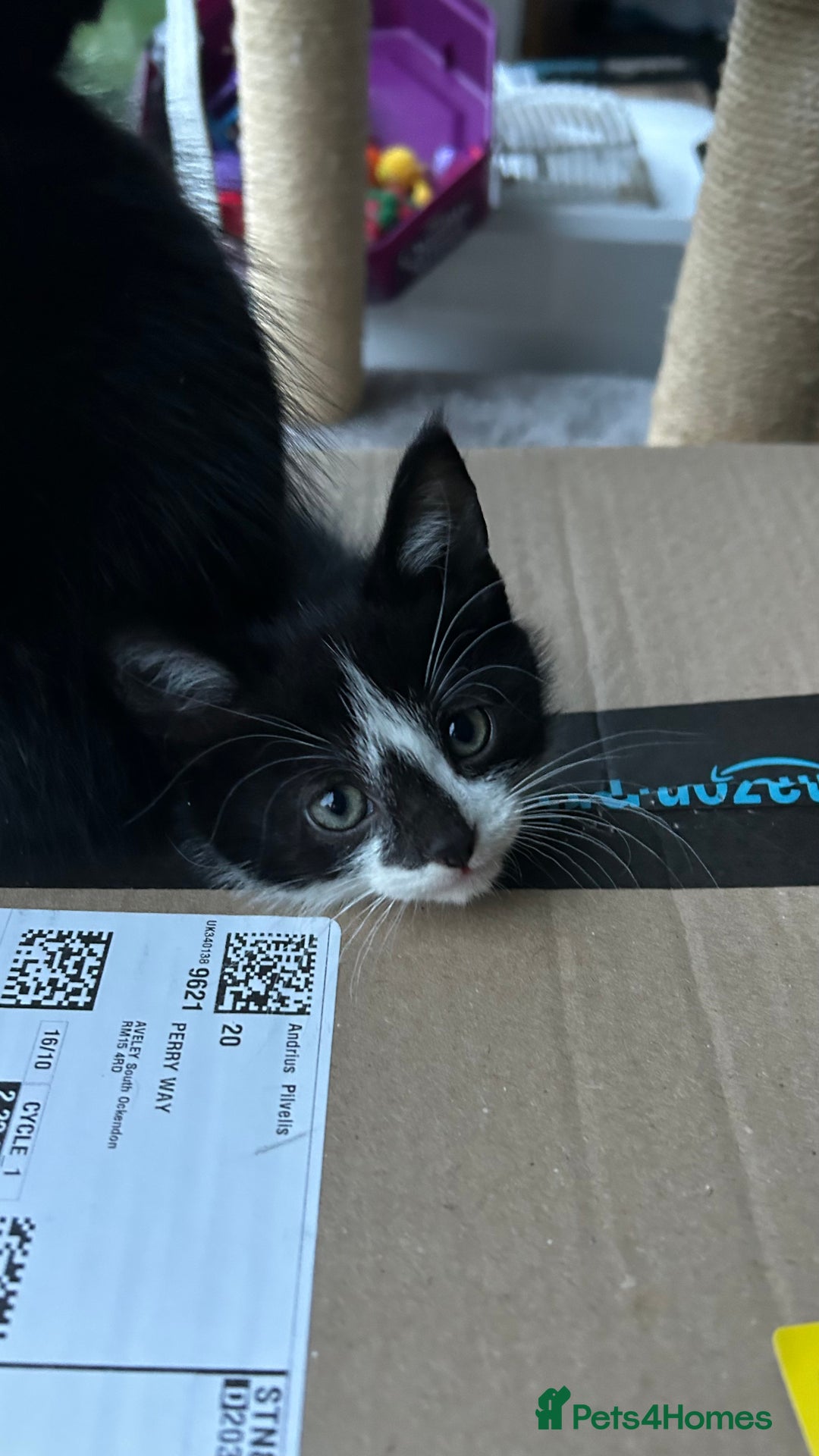 Domestic Shorthair cats for sale: Female Kitten  - Image 3