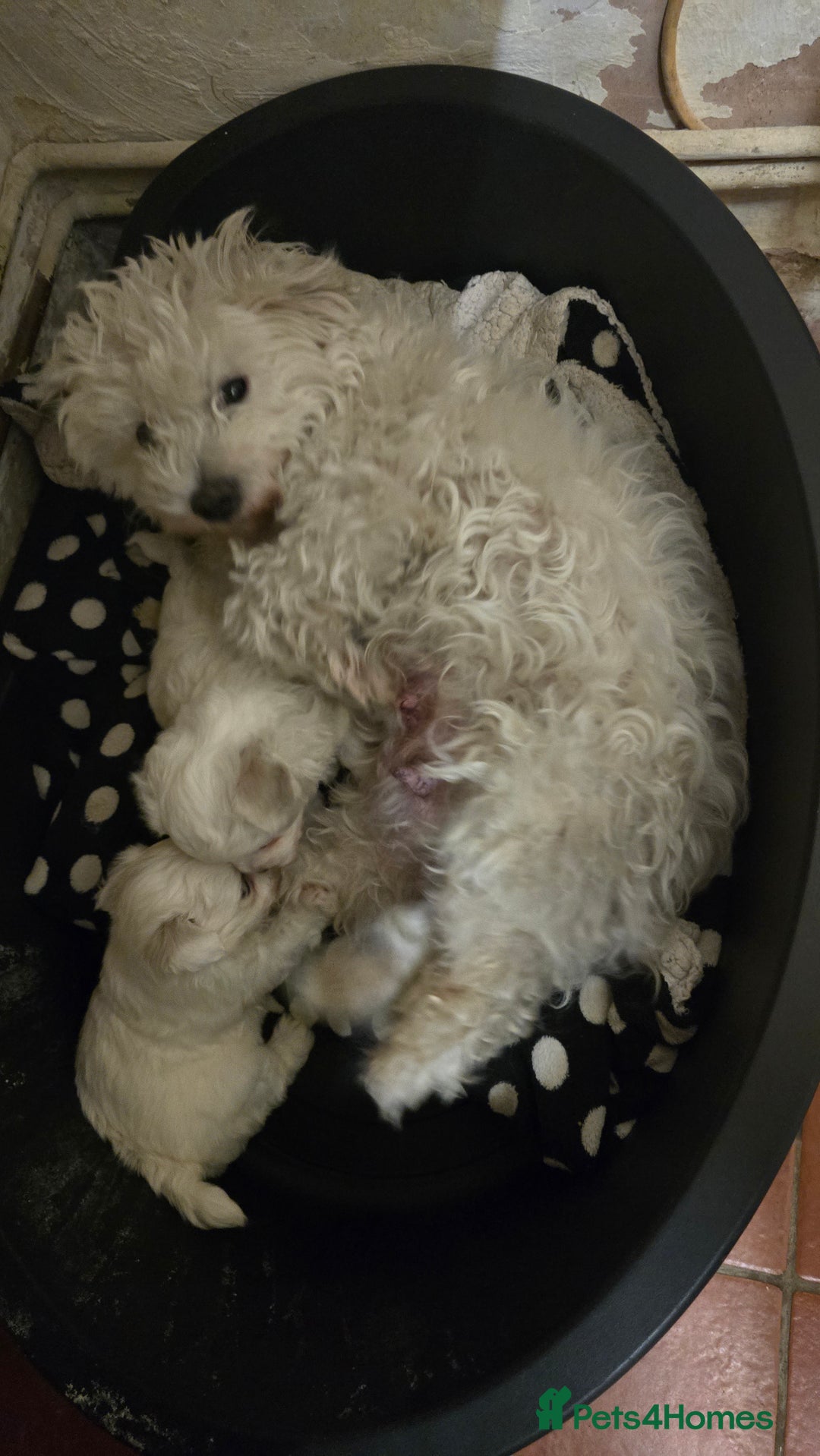 Bichon Frise dogs for sale: Bichon frise  - Image 9