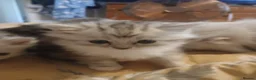 Persian cats for sale: Persian kittens - Advert 8