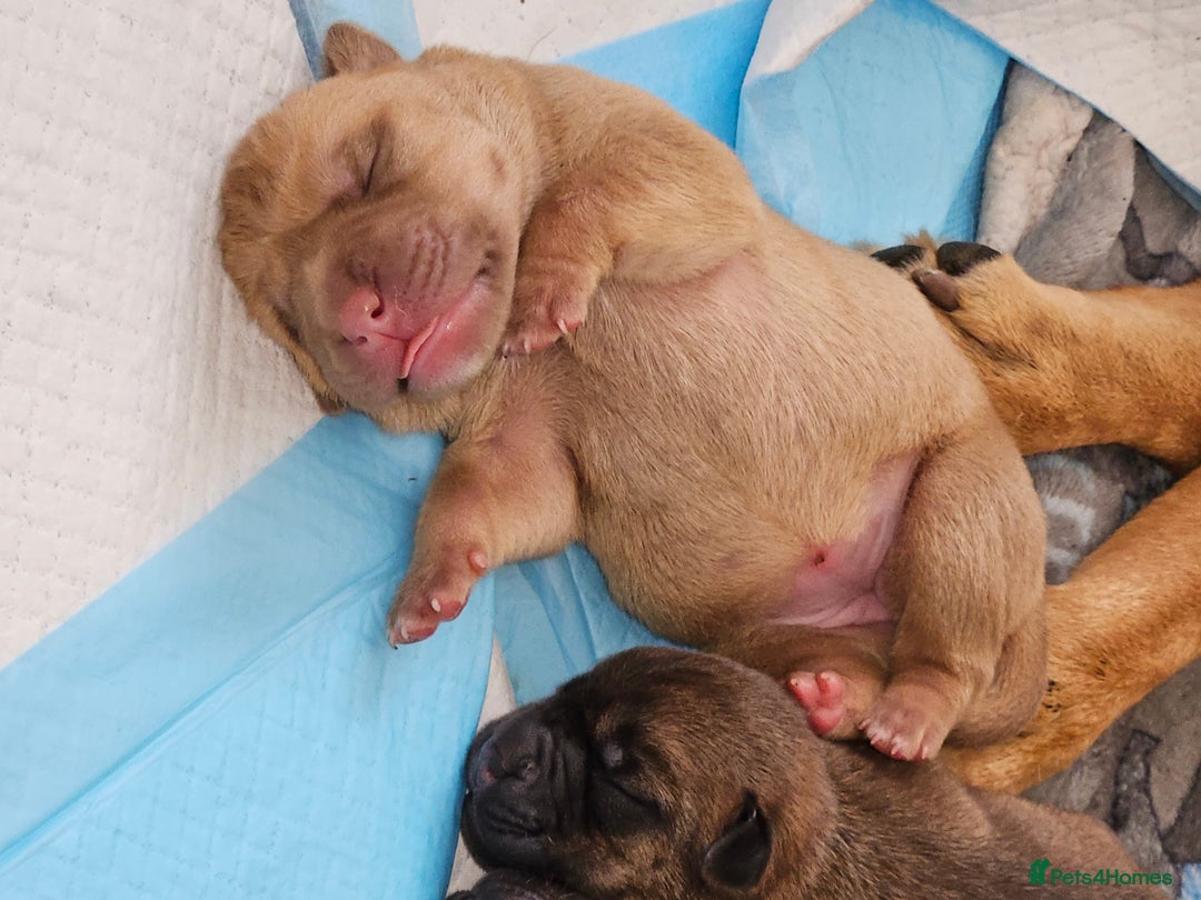 Shar Pei dogs for sale: Shar Pei puppies  - Image 5