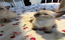 Siamese cats for sale: 3 stunning applehead Siamese kittens  - Image 7