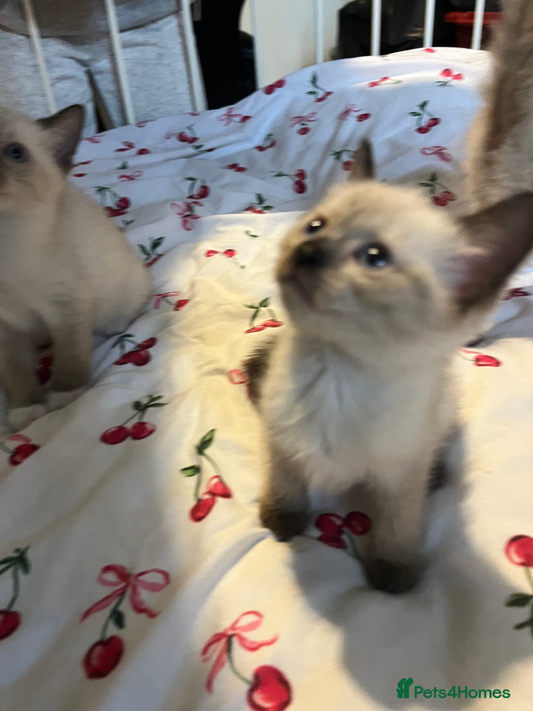 Siamese cats for sale: 3 stunning applehead Siamese kittens  - Image 7