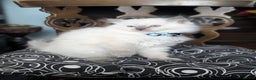 Ragdoll cats for sale: **Stunning litter of 4 ragdoll kittens** - Advert 12