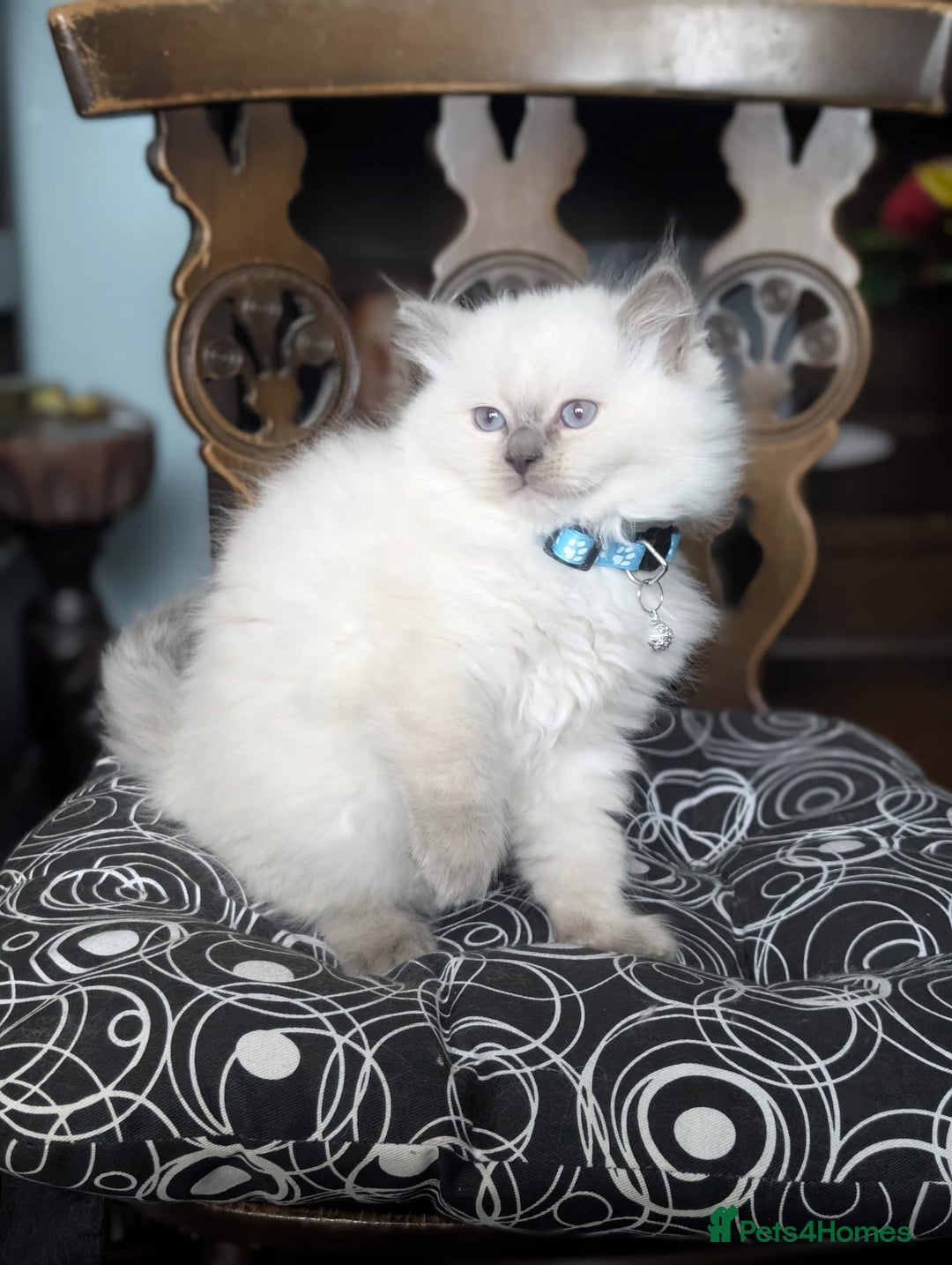 Ragdoll cats for sale: **Stunning litter of 4 ragdoll kittens** - Advert 12
