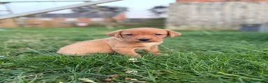 Labrador Retriever 4