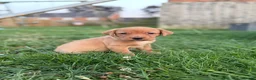Labrador Retriever dogs for sale: Yellow / Fox Red KC Registered Labrador Puppies - Advert 14