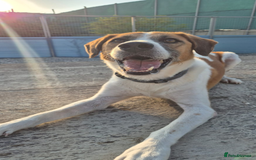 Mixed Breed dogs for adoption: Ricky - 1 application in 5 years!  - Image 2