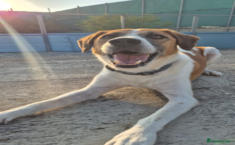 Mixed Breed dogs - Advert 3