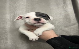 Staffordshire Bull Terrier dogs for sale: BEAUTIFUL STAFFY LITTER STUNNING COLOURS - Image 6