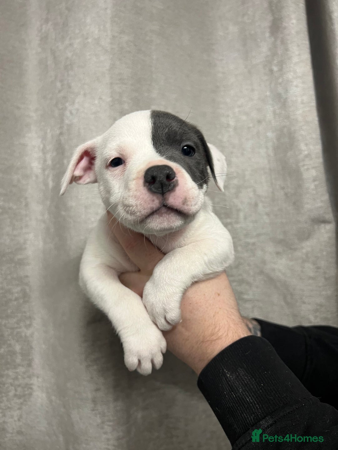 Staffordshire Bull Terrier dogs for sale: BEAUTIFUL STAFFY LITTER STUNNING COLOURS - Image 6