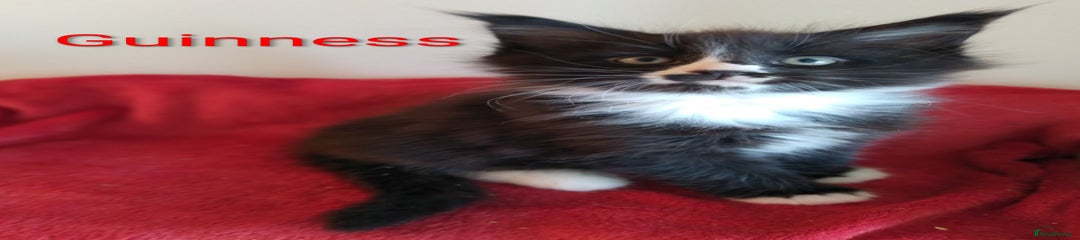 Maine Coon Kitten 2