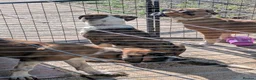 Mixed Breed dogs for sale: American bulldog x Belgian Malinois  - Advert 12