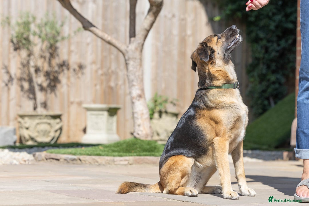 Mixed Breed dogs for adoption: Super Shelby - Image 19