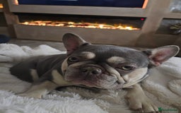 French Bulldog dogs for sale: French Bulldog Bitch KC Registered - 2 years old - Image 5