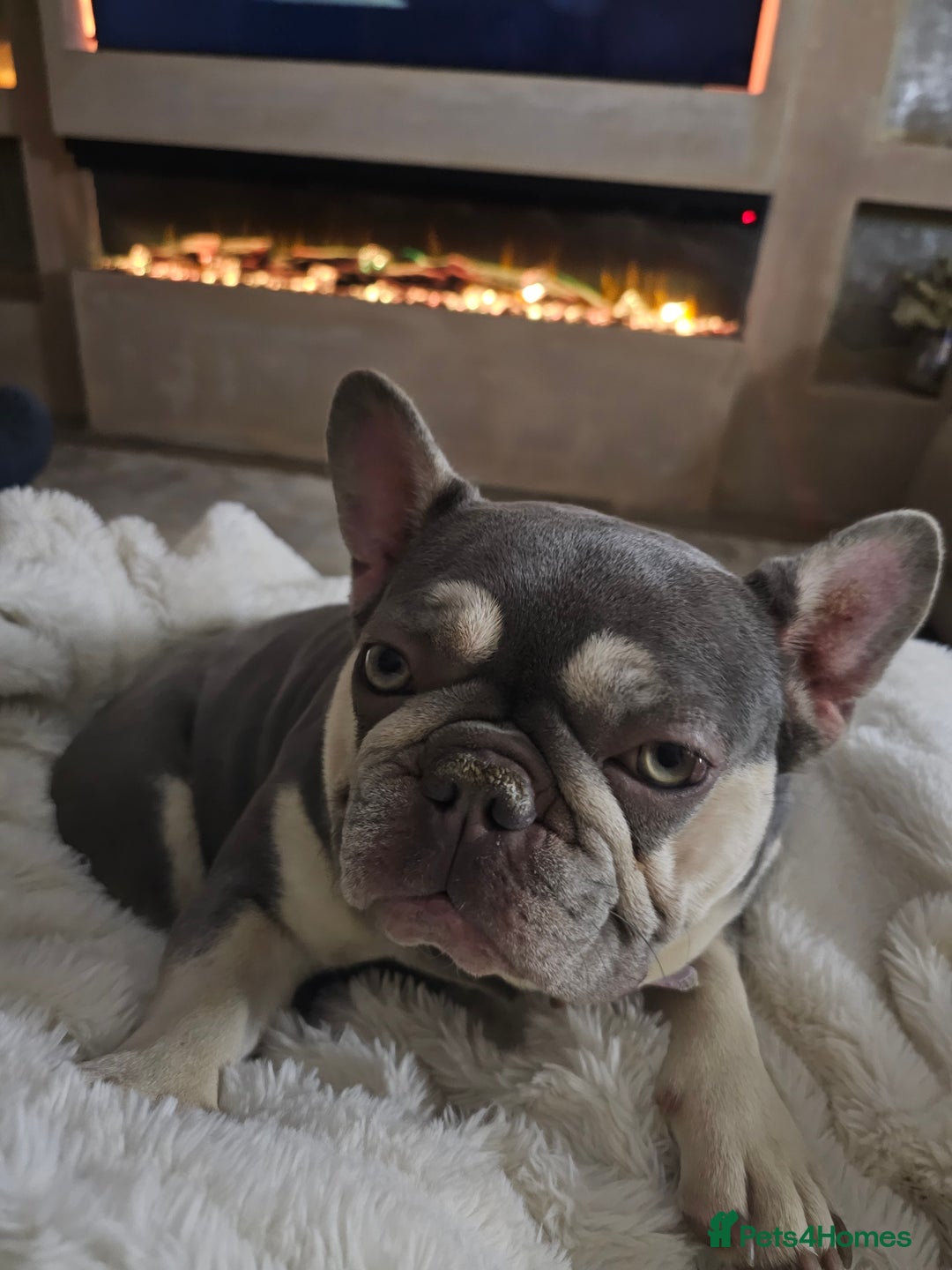 French Bulldog dogs for sale: French Bulldog Bitch KC Registered - 2 years old - Image 5