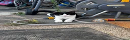 Mixed Breed cats for sale: 2 Adorable Kittens in Hornchurch - Advert 12