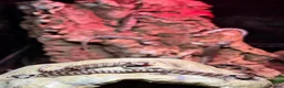 Skink reptiles for sale: Baby pink tongue skinks cheapest in the uk!! - Advert 4