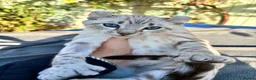 Keetso cats for sale: Superb polydactyl curled eared Keetso kittens.  - Advert 18