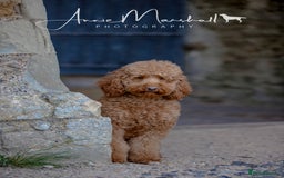 Mini Goldendoodle dogs for sale: F1 pups by POLICE dog trainer / Licensed breeder - Image 13