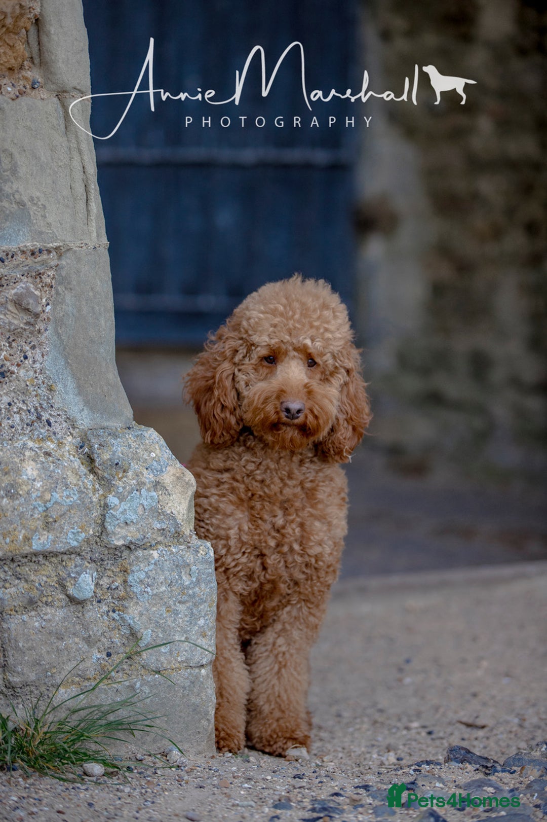Mini Goldendoodle dogs for sale: F1 pups by POLICE dog trainer / Licensed breeder - Image 13