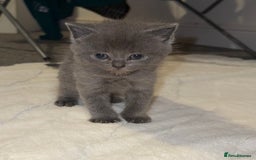 British Shorthair cats for sale: 1 male British blue shorthair kitten - Image 2