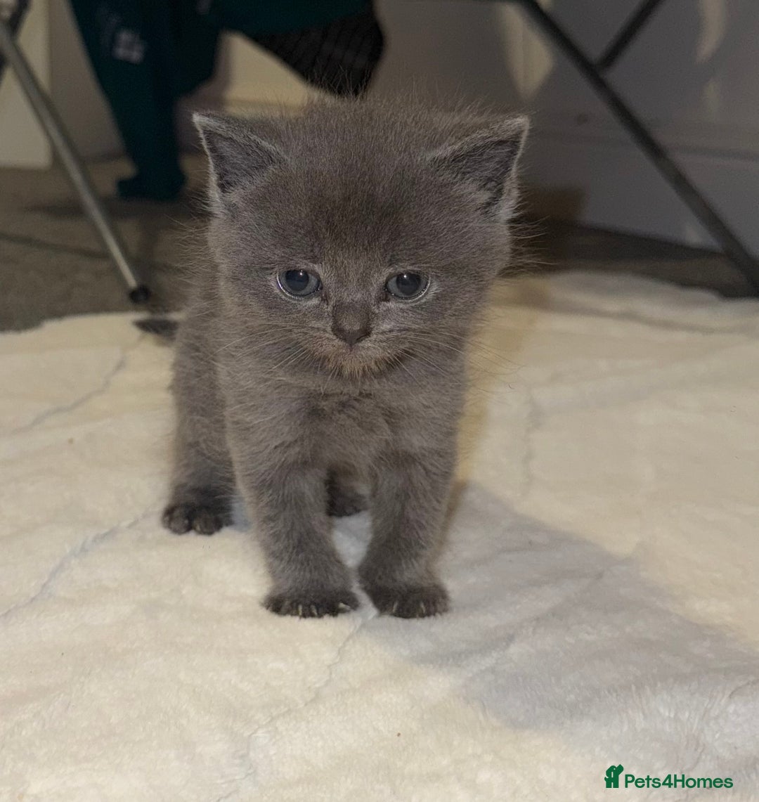 British Shorthair cats for sale: 1 male British blue shorthair kitten - Image 2