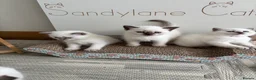 British Shorthair cats for sale: British shorthair colourpoint kittens - Advert 17