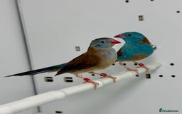 Finches birds for sale: Blue-capped cordon-bleu finches - Advert 2
