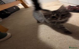 British Shorthair cats for sale: Beautiful British shorthair mix kittens available. - Advert 3