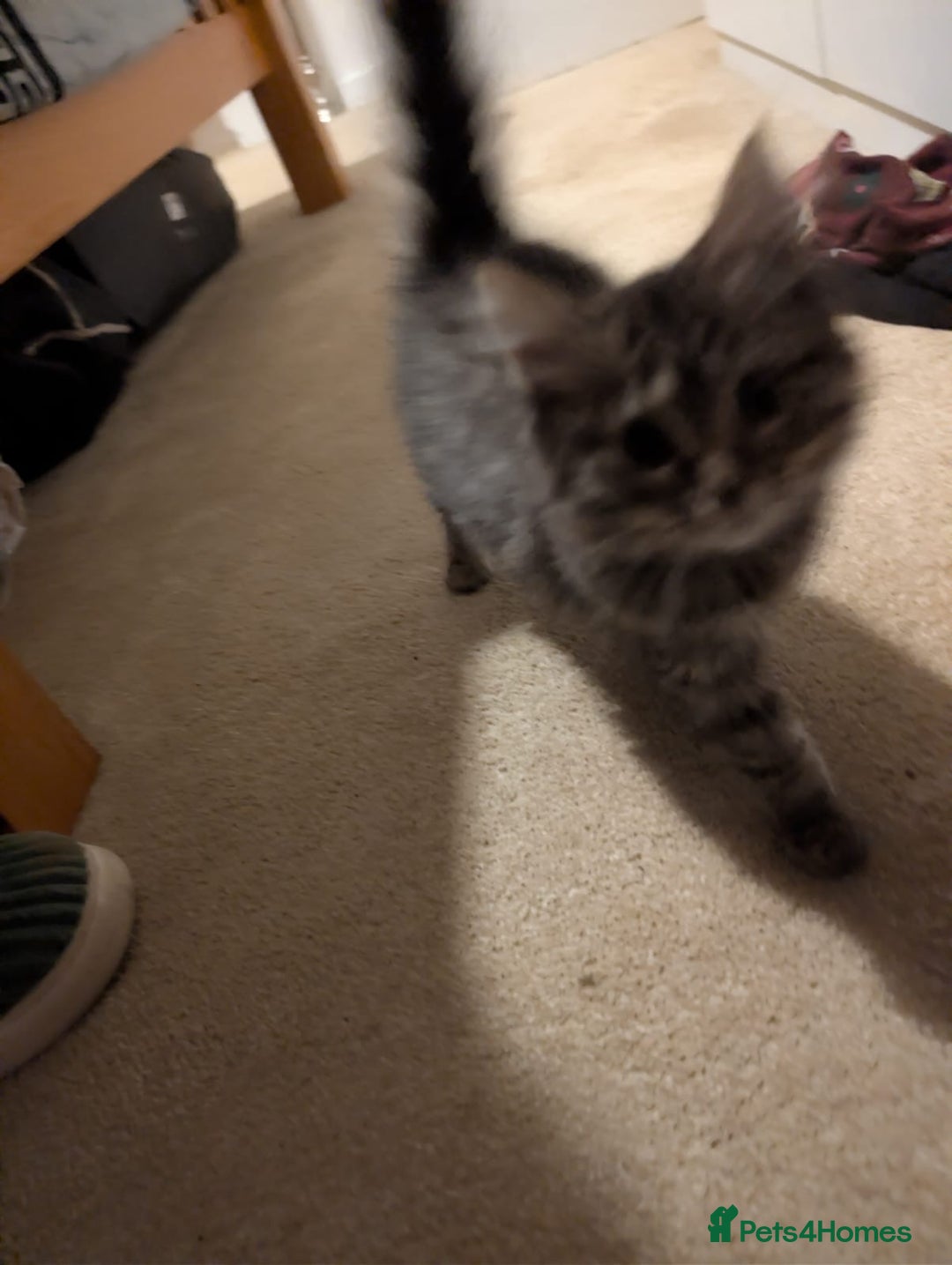 British Shorthair cats for sale: Beautiful British shorthair mix kittens available. - Advert 3