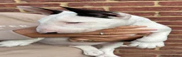 English Bull Terrier dogs for sale: 🇬🇧 BULLYVIEW BULL TERRIERS🇬🇧 - Advert 2