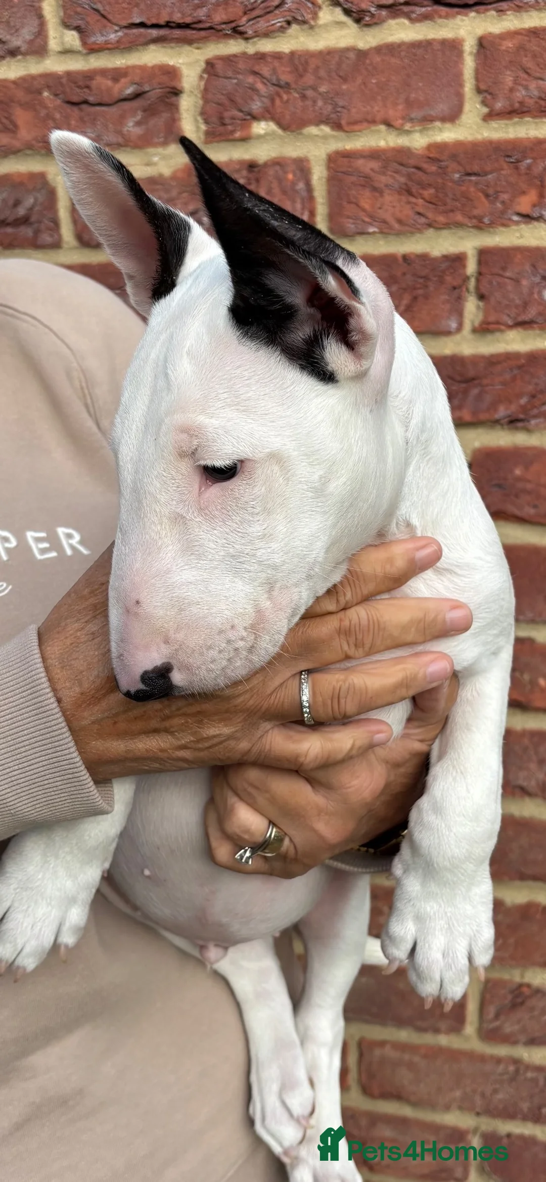 English Bull Terrier dogs for sale: 🇬🇧 BULLYVIEW BULL TERRIERS🇬🇧 - Advert 2