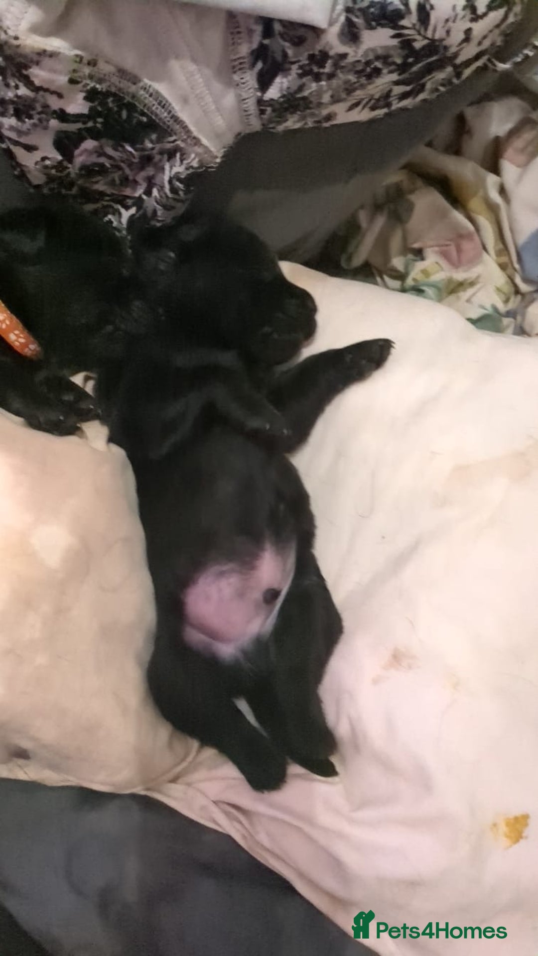 Labrador Retriever dogs for sale: Silver Labrador puppies  - Advert 6