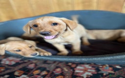 Labrador Retriever dogs for sale: KC FOX RED LABRADORS  - Image 4