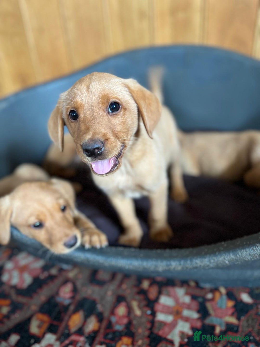Labrador Retriever dogs for sale: KC FOX RED LABRADORS  - Image 4