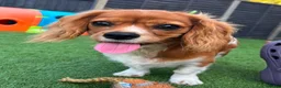 Cavalier King Charles Spaniel dogs for sale: 7 month old king charles spaniel in Littlehampton - Advert 11