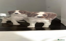 Cavalier King Charles Spaniel dogs for sale: Ready now Kennel club dna  clear cavalier puppies  - Image 31
