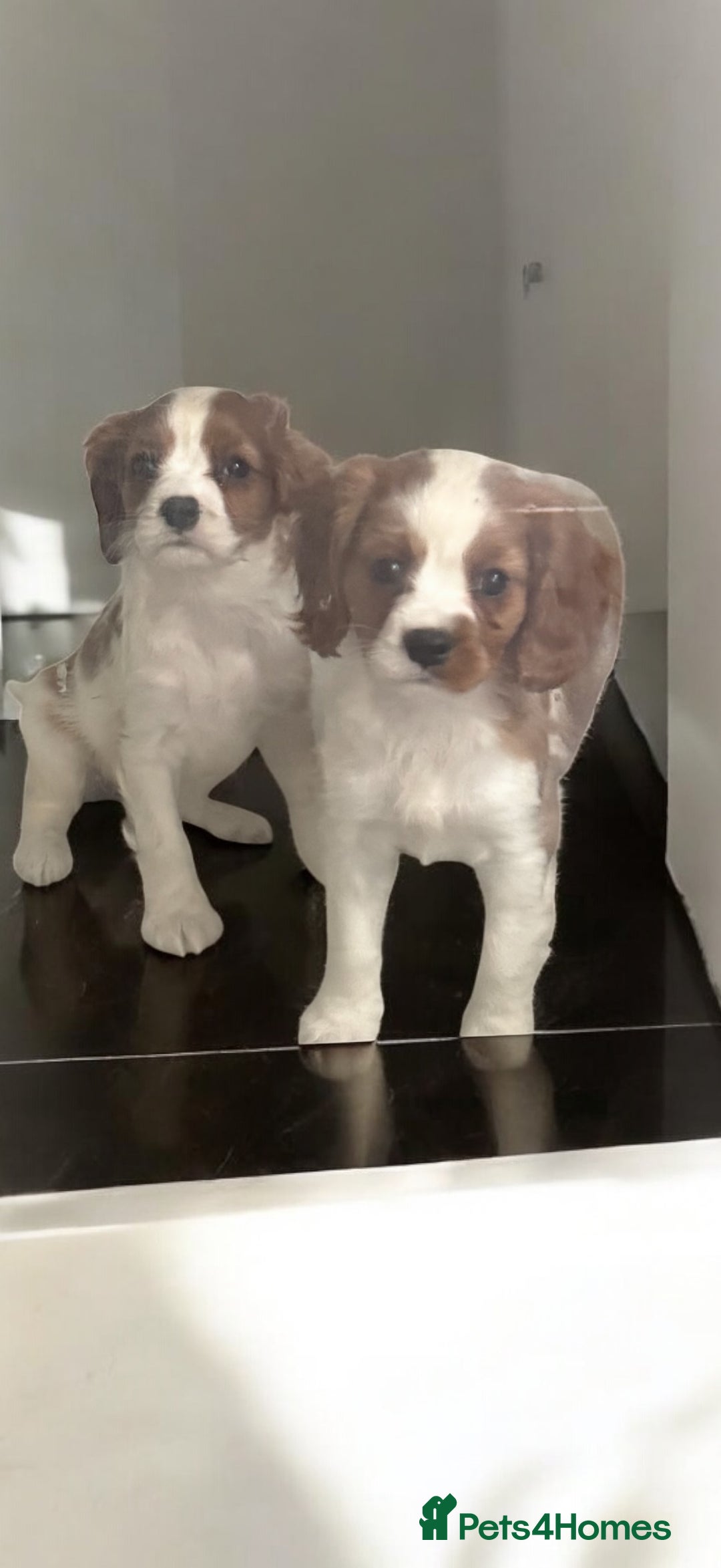 Cavalier King Charles Spaniel dogs for sale: Ready now Kennel club dna  clear cavalier puppies  - Image 31