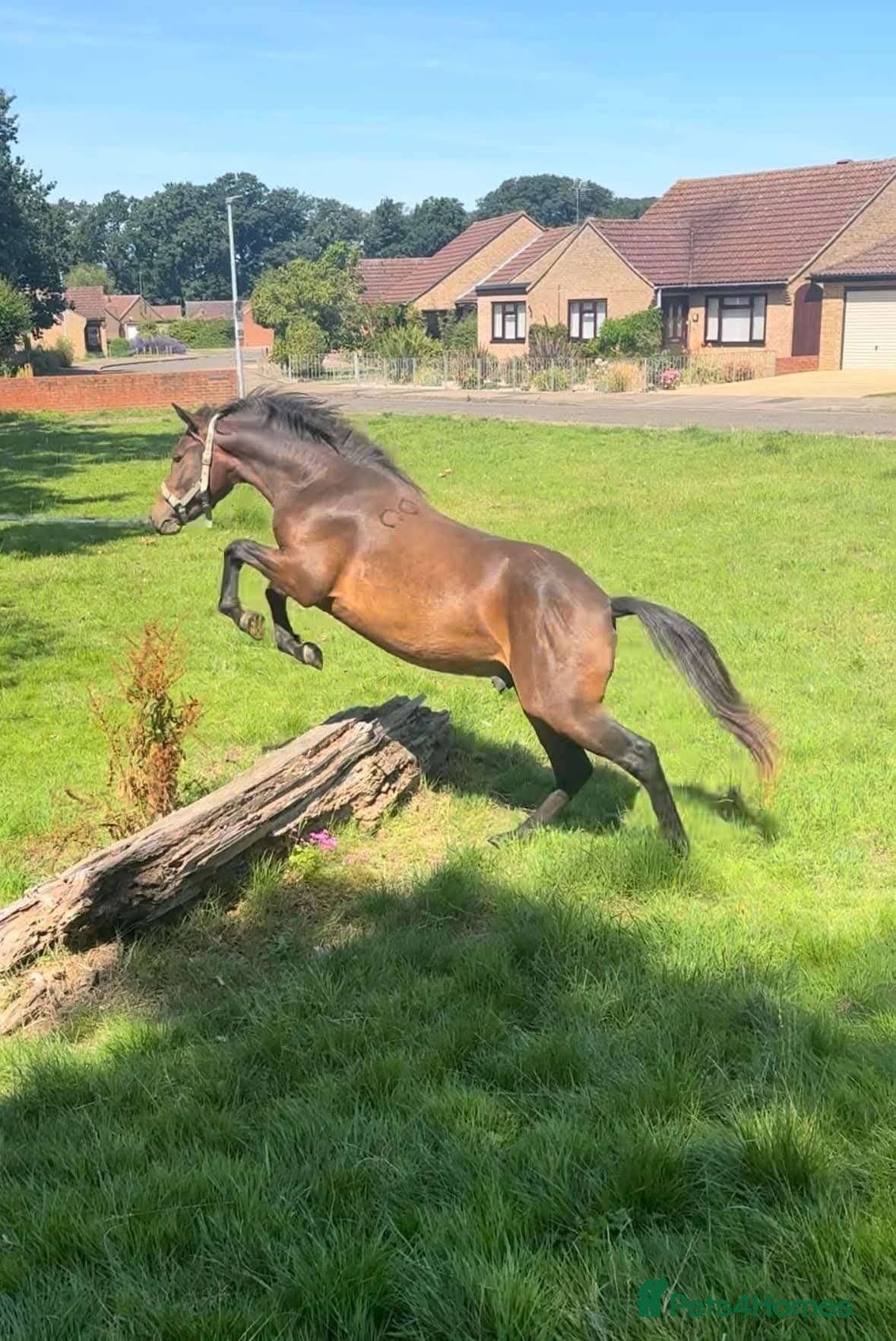 New Forest horses for sale: New forest gelding 4 years old in Norwich - Advert 4