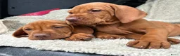 Hungarian Vizsla dogs for sale: 🐶Adorable KC Hungarian Vizsla Puppies 💗🩵 - Advert 2