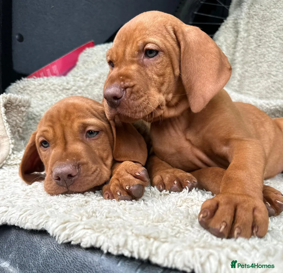 Hungarian Vizsla dogs for sale: 🐶Adorable KC Hungarian Vizsla Puppies 💗🩵 - Advert 2