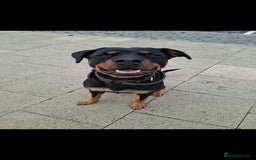 Rottweiler dogs for sale: Maggie needs someone special.  - Image 1