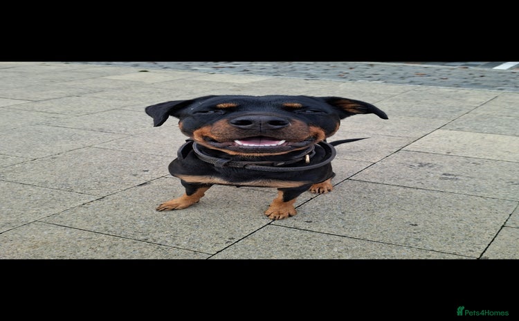 Rottweiler dogs - Advert 1