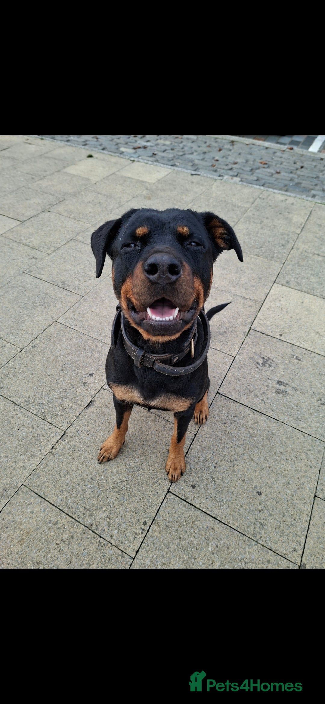 Rottweiler dogs for sale: Maggie needs someone special.  - Image 1