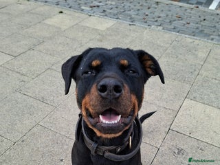 Rottweiler dogs - Advert 1